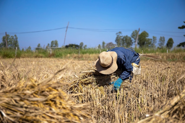 Los agricultores trabajan plántulas de arroz listas para plantar