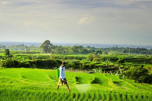 Agricultores en el trabajo por la mañana rociando arroz verde en los campos de arroz