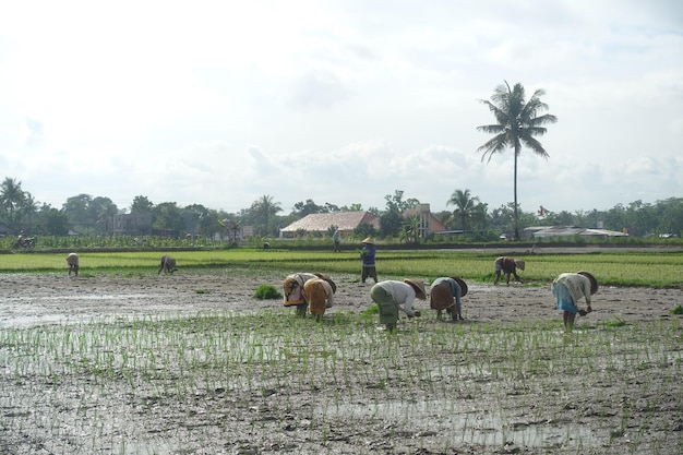 Agricultores trabalhando em um campo de arroz