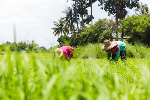 Agricultores trabalhando no campo de arroz