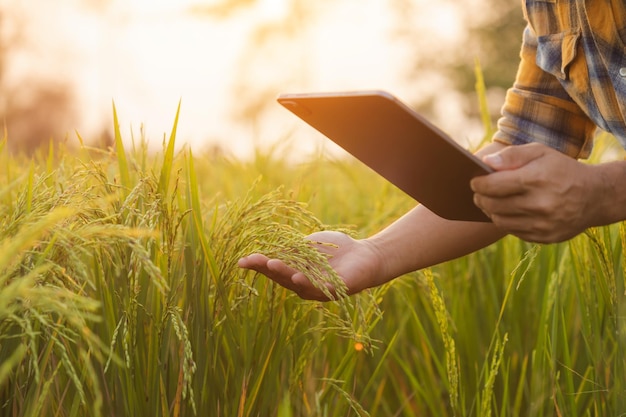 Los agricultores usan tabletas para revisar sus campos. Se usan para planificar el cuidado y el análisis posterior a la siembra. Conceptos de tecnología agrícola.