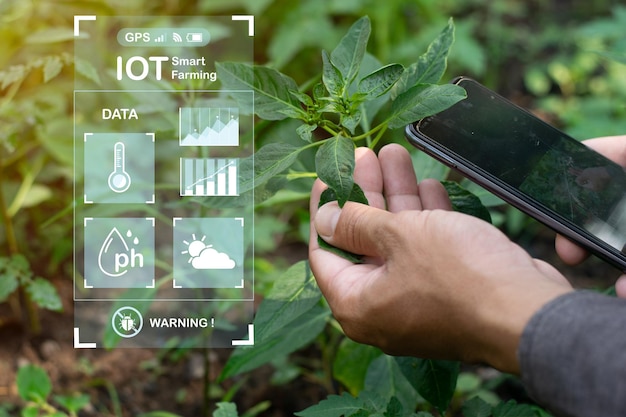 Los agricultores utilizan la tecnología de etiquetas para inspeccionar y controlar la producción para comprobar la calidad de los vegetales Los agricultores inteligentes utilizan la tecnología para la educación agrícola