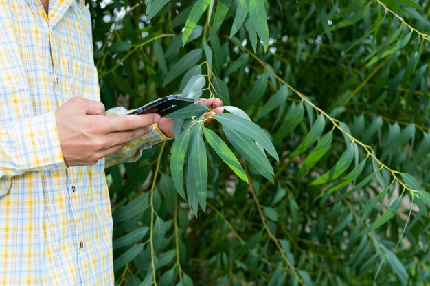 Agricultores verificam a qualidade das árvores no jardim