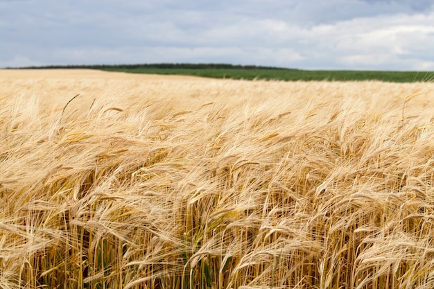 Agricultura, actividades en áreas rurales para obtener una cosecha de alimentos naturales, agricultura orgánica, campo con un nuevo cultivo de alimento vegetal