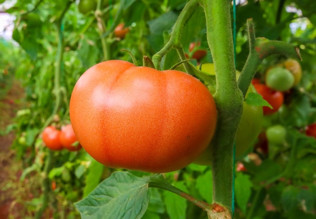 Foto agricultura agrícola de tomate