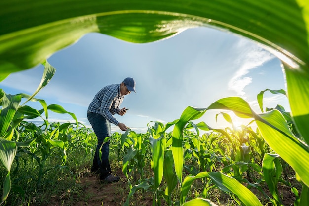 Agricultura de agricultores asiáticos que utilizan teléfonos móviles para comprobar los brotes de maíz verde fresco en el suelo de maíz en primavera en el campo