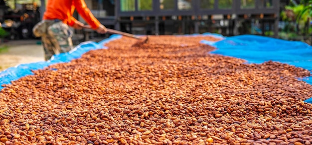 La agricultura de los agricultores de cacao secan al sol los granos de cacao orgánicos marrones en una granja de cacao