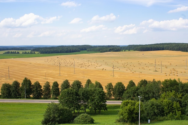 Agricultura y agricultura campo amarillo de trigo en el horizonte contra el cielo