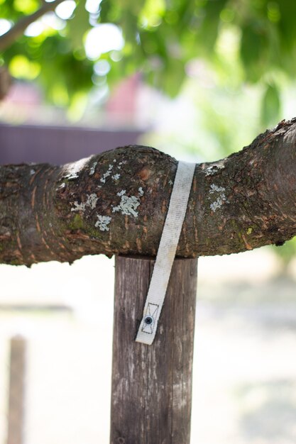 Agricultura en Alemania. Las ramas de los árboles sostienen los palos especiales. Apoya las ramas del árbol