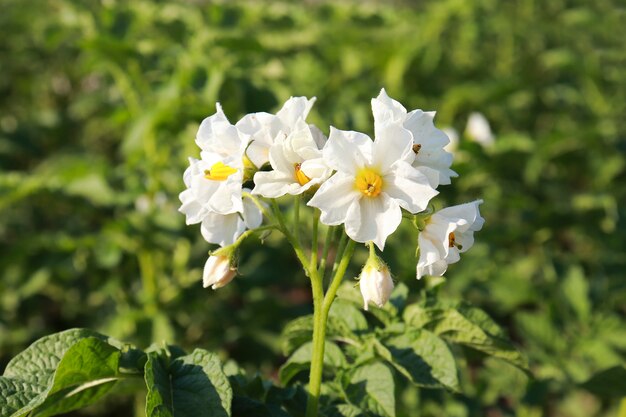 Agricultura de alimentos orgánicos, las flores de papa son blancas, jardín de la condición de crecimiento natural