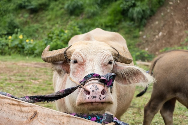 Agricultura animal de búfalo branco albino na tenda