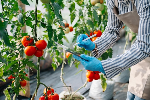 La agricultura asiática usa tabletas de control de producción para monitorear la calidad de las verduras y el tomate en el invernadero Agricultor inteligente que usa una tecnología para estudiar xA