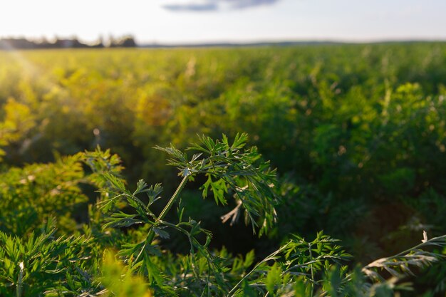 Agricultura de Bielorrusia, campo de zanahorias en verano, hileras de plantas, puesta de sol