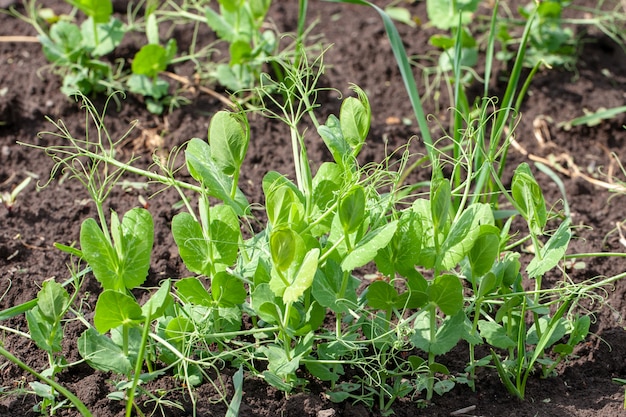 Agricultura brotes de guisantes verdes en la granja