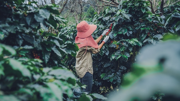 Agricultura, café jardim café árvore com grãos de café, trabalhadoras estão colhendo grãos de café vermelhos maduros.