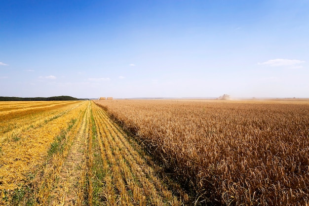 Agricultura - campo agrícola donde cosecha de cereales