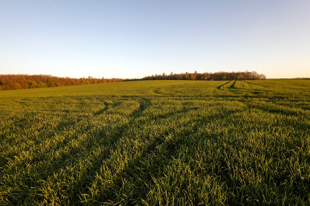 Agricultura: un campo agrícola en el que crecen cereales jóvenes. tiempo - una puesta de sol