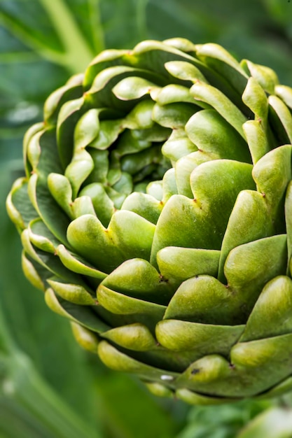 Agricultura de campo de alcachofa orgánica fresca verde (Turquía / Izmir / Urla)