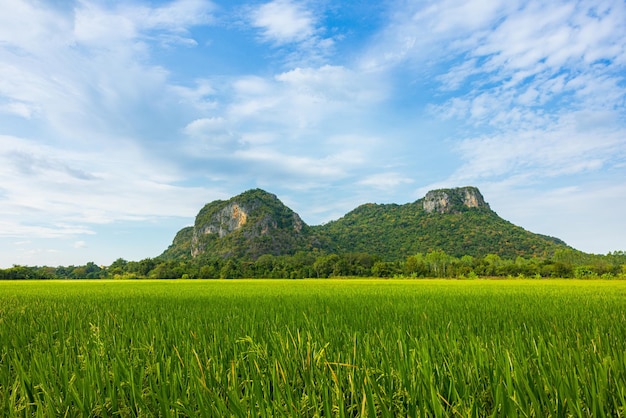 Agricultura campo de arroz verde con cielo azul y montaña en el fondo el concepto de crecimiento agrícola y agricultura en las zonas rurales de tailandia