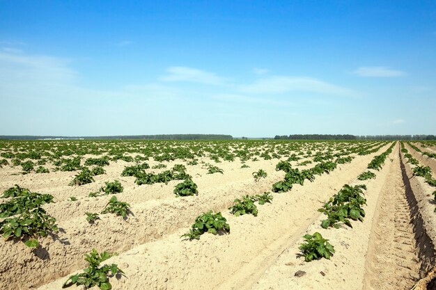 Agricultura, campo de batata Campo agrícola no qual cresce batatas verdes. horário de verão