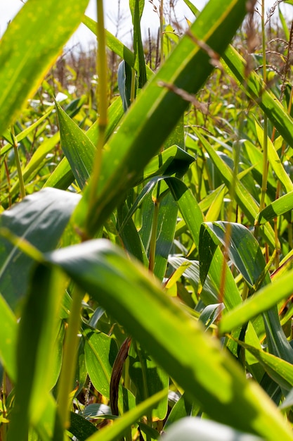 Agricultura el campo donde se cultiva maíz para producir granos de maíz