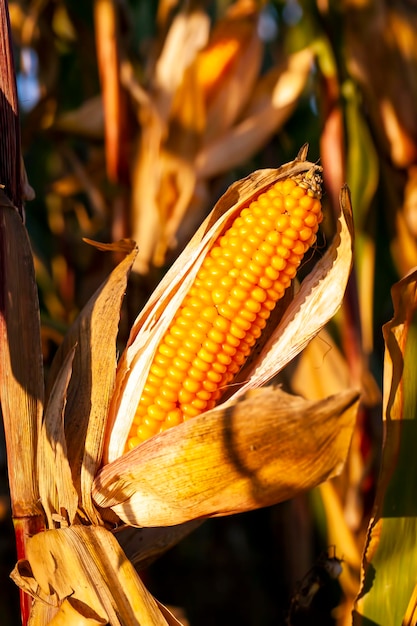 Agricultura el campo donde se cultiva maíz para producir granos de maíz