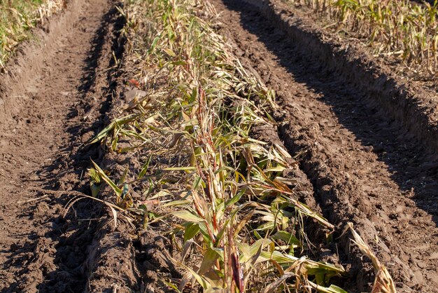 Agricultura el campo donde se cultiva maíz para producir granos de maíz