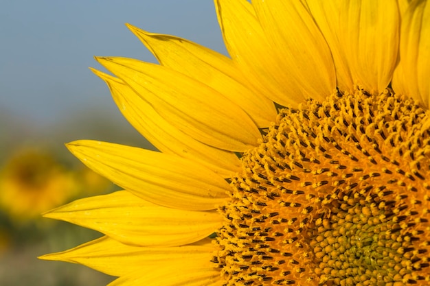 Agricultura de campo de girasol. Naturaleza de campo de flores amarillas.