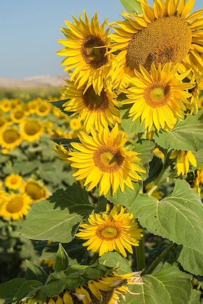 Agricultura de campo de girasol. Naturaleza de campo de flores amarillas.