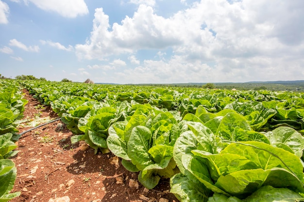 Agricultura de campo de lechuga fresca verde. Turquía / Adana