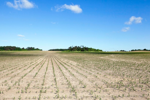 Agricultura de campo de maíz