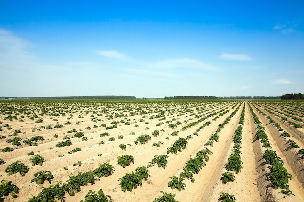 Agricultura campo de patatas Campo agrícola en el que se cultivan patatas verdes en horario de verano