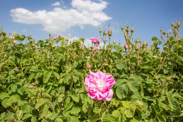 Agricultura de campo de rosas de Turquía Isparta. Rosa rosa naturaleza.