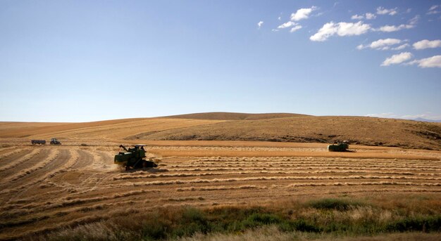 Agricultura Campo de trigo Cosechadora cosecha trigo maduro