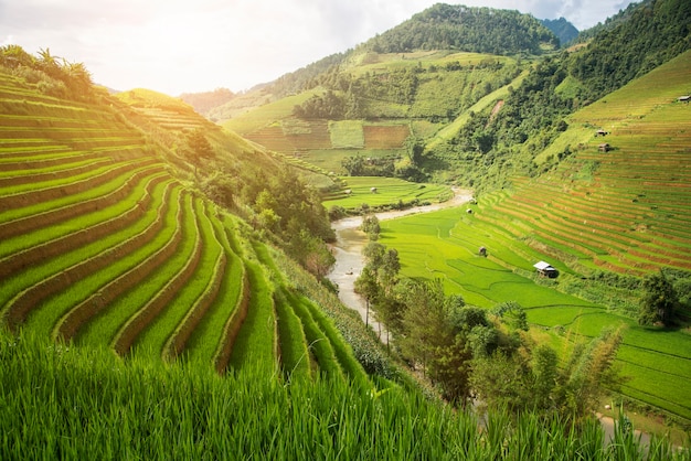 Agricultura Campos de arroz verde y arroz en terrazas en la montaña en SAPA, Lao Cai