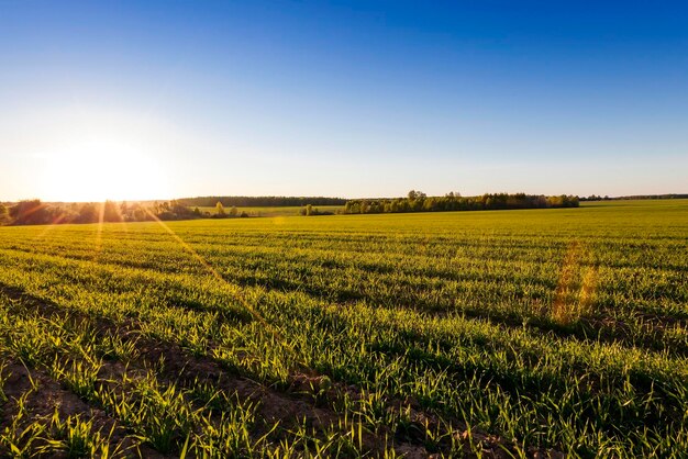 Agricultura cereales Primavera