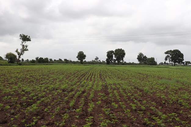 Agricultura y cielo azul y hermosa nube