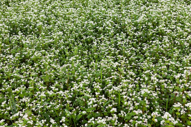 Agricultura com o cultivo de trigo sarraceno com flores brancas, flores de trigo sarraceno brancas durante a floração em um campo agrícola