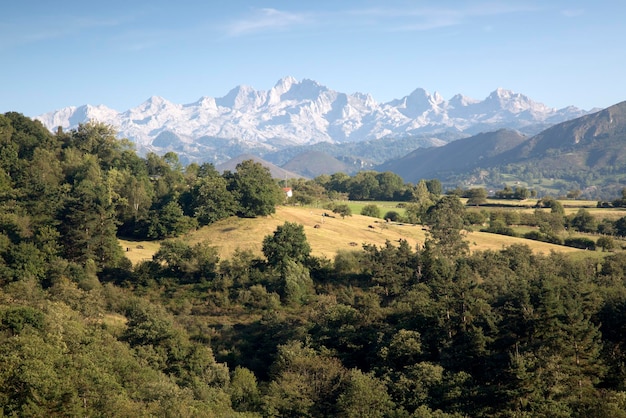 La agricultura en la Cordillera de los Picos de Europa, Asturias, España