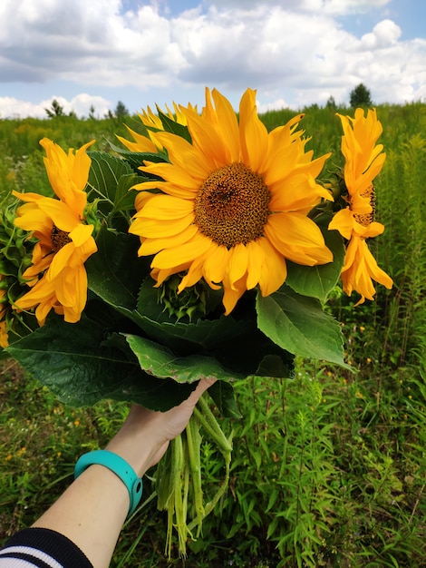 Agricultura, cosecha al aire libre. Primer plano de un girasol contra un cielo azul. Niña sostiene un ramo de girasoles.