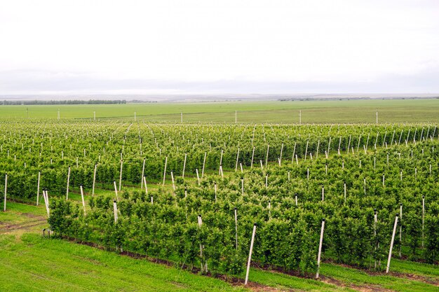 Agricultura. Crecen filas de manzanos.