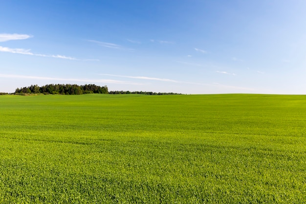 Agricultura para el cultivo de cereales para la producción de grano