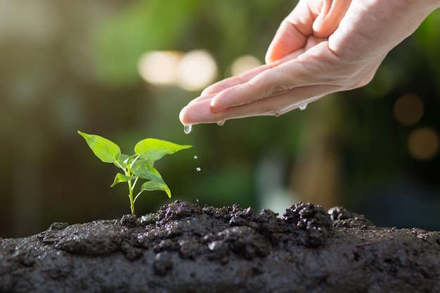 Agricultura cultivo de plantas mudas de plantas nutrição manual e rega de plantas jovens que crescem em solo fértil com fundo verde natural