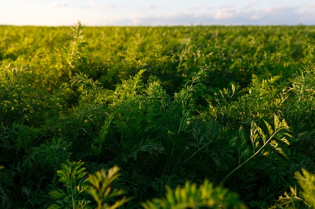 Agricultura da Bielorrússia, campo de cenoura no verão, fileiras de plantas, hora do pôr do sol