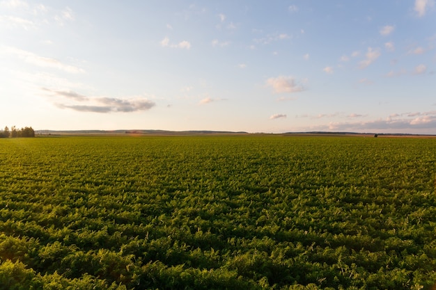 Agricultura da Bielorrússia, campo de cenoura no verão, fileiras de plantas, hora do pôr do sol