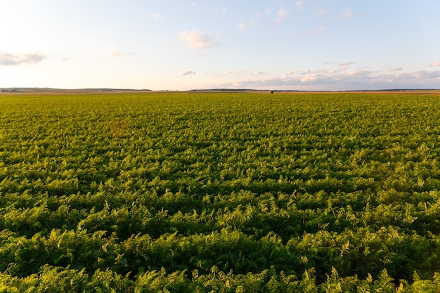Agricultura da Bielorrússia, campo de cenoura no verão, fileiras de plantas, hora do pôr do sol