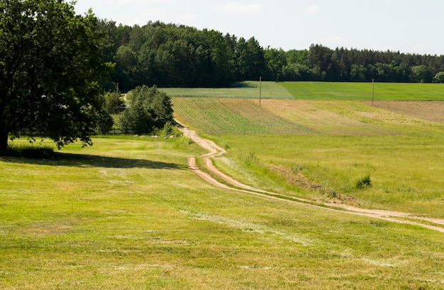 Foto agricultura de atividade para o cultivo de cereais para a produção de grãos