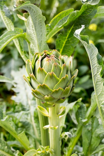 Agricultura de campo de alcachofra orgânica fresca verde (Turquia / Izmir / Urla)