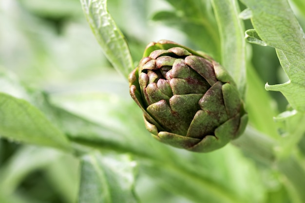 Agricultura de campo de alcachofra orgânica fresca verde (Turquia / Izmir / Urla)