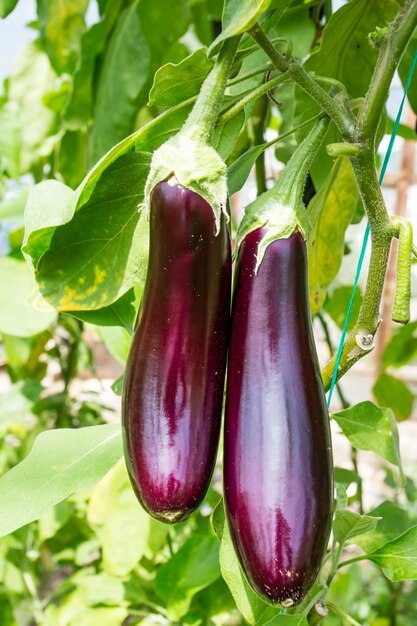 Agricultura de campo de berinjela com efeito de estufa (Turquia / Antália)